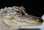 Grass lake gator